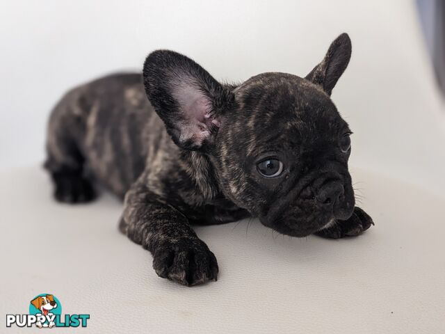 French bulldog puppies