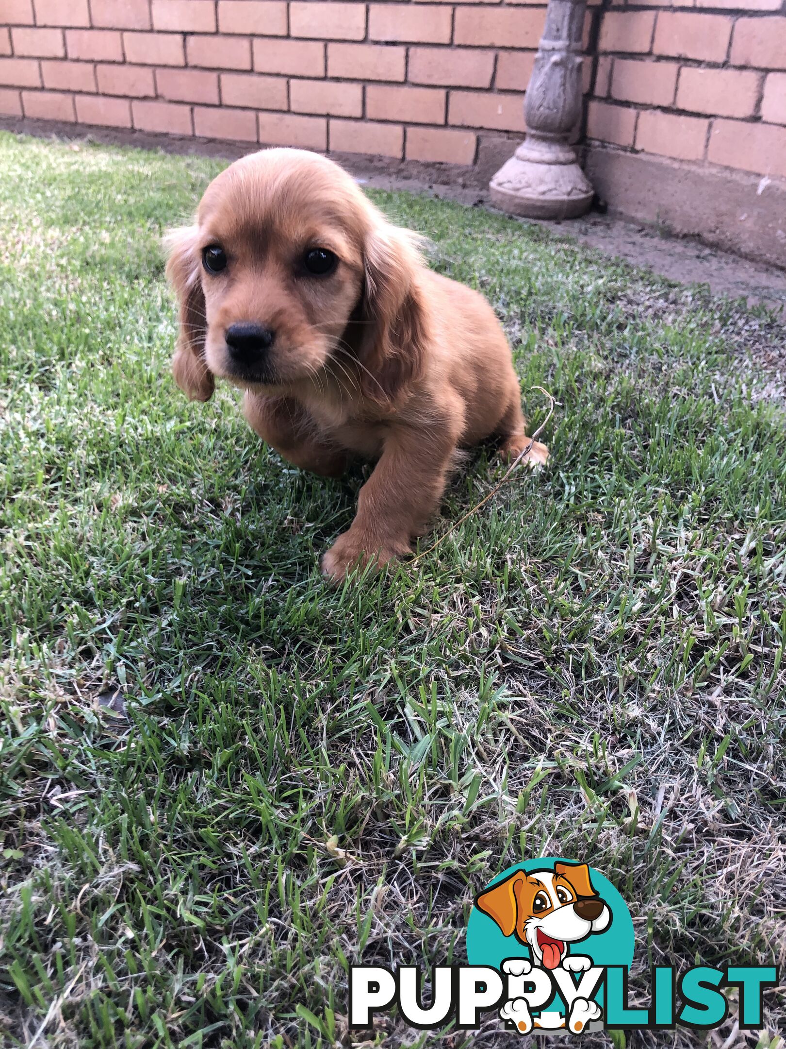 Cocker spaniel x cavoodle pups