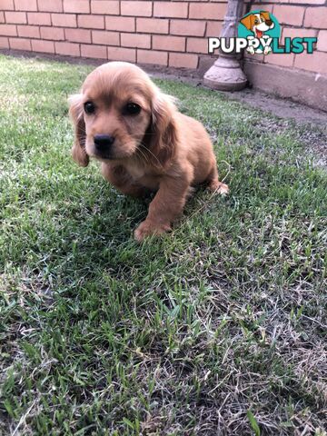 Cocker spaniel x cavoodle pups