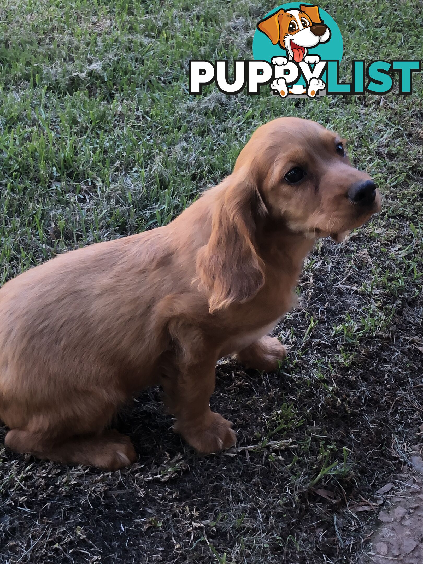 Cocker spaniel x cavoodle pups