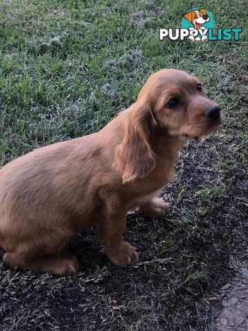 Cocker spaniel x cavoodle pups