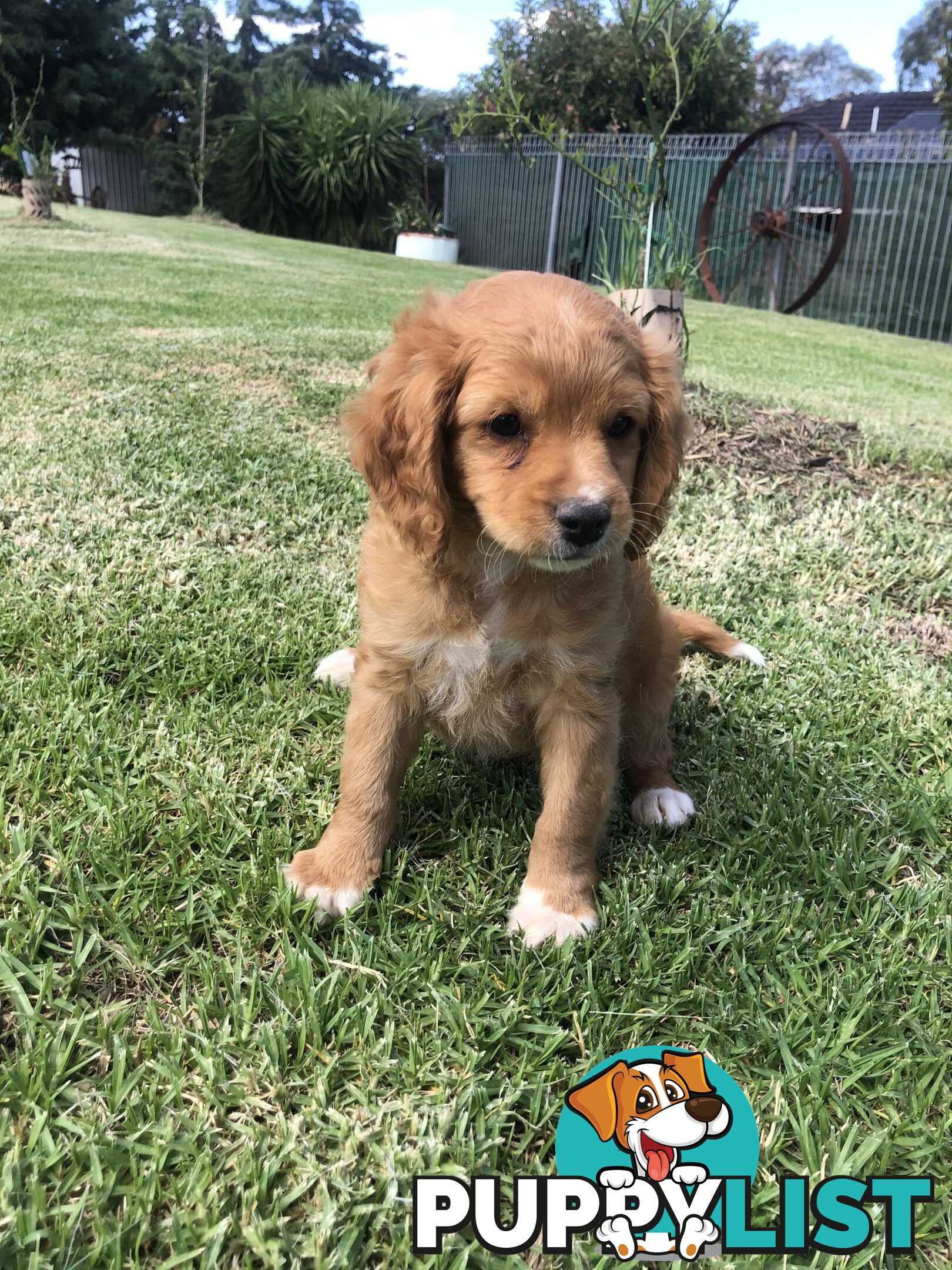 Cocker spaniel x cavoodle pups