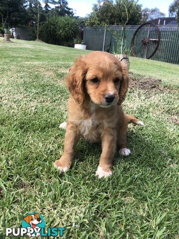 Cocker spaniel x cavoodle pups