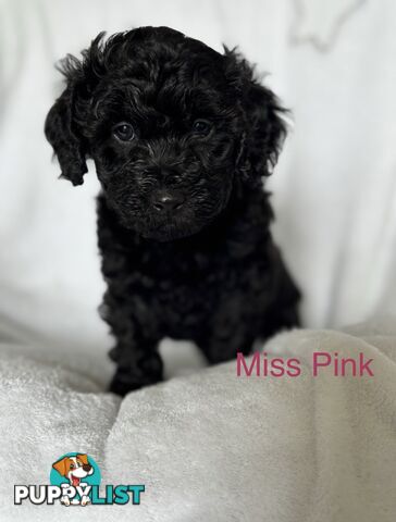 Gorgeous cavoodle puppies