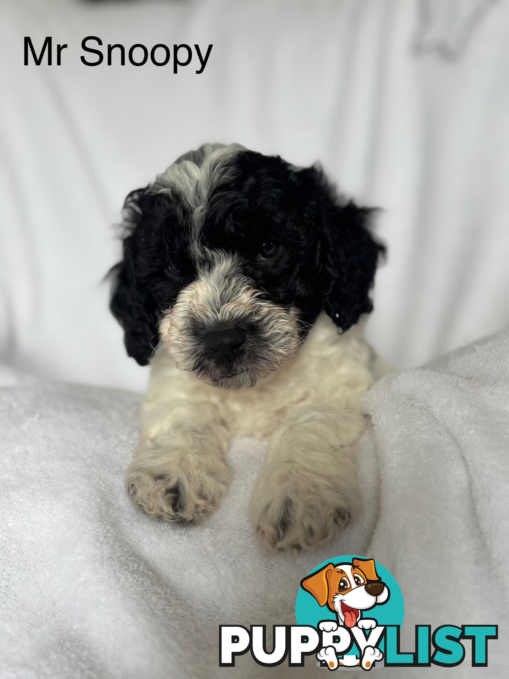 Gorgeous cavoodle puppies