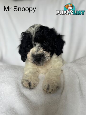 Gorgeous cavoodle puppies