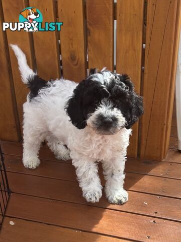 Gorgeous cavoodle puppies