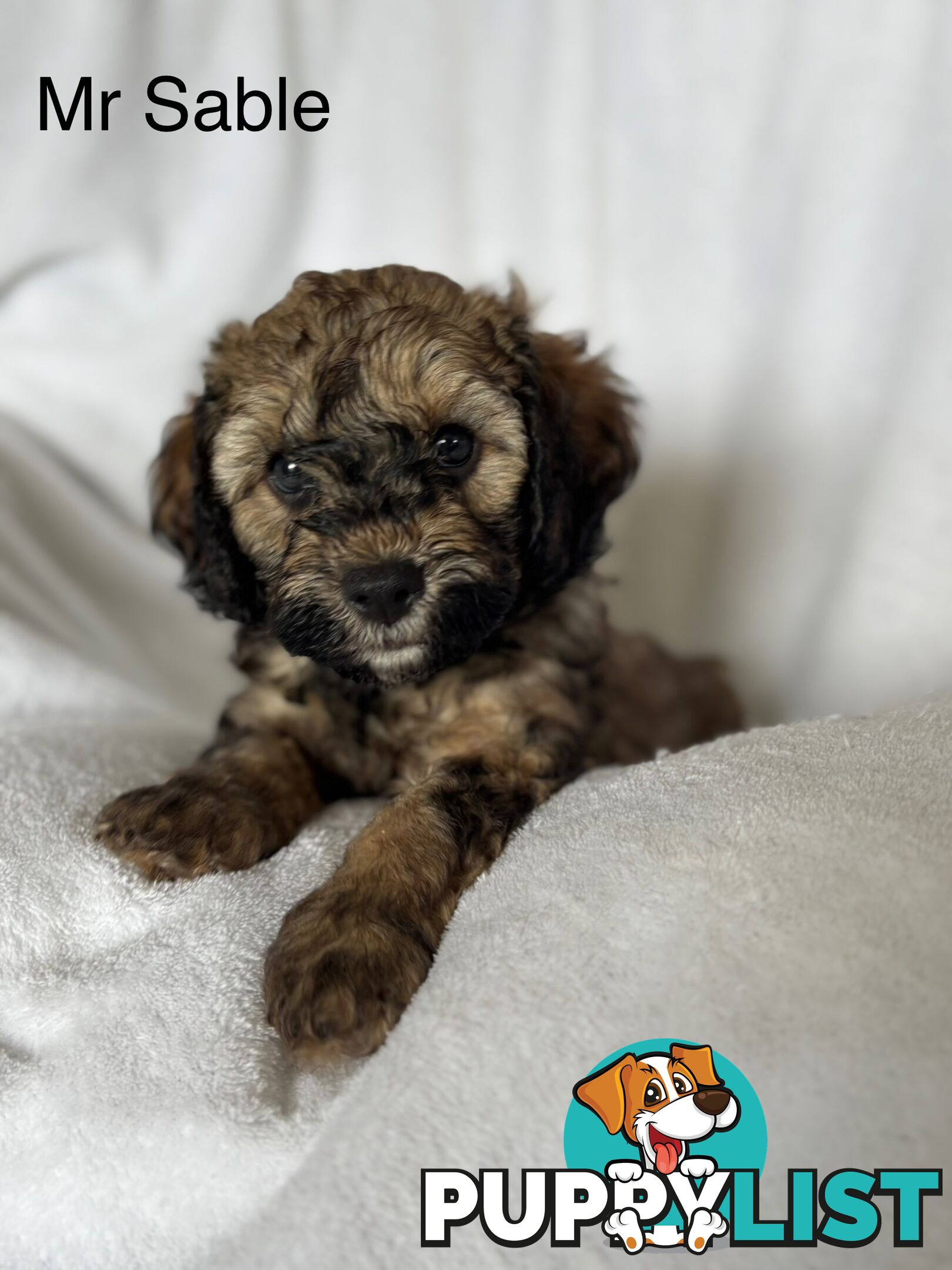 Gorgeous cavoodle puppies