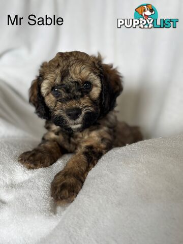 Gorgeous cavoodle puppies