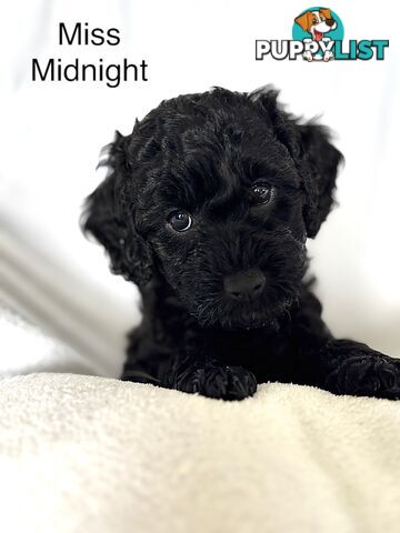 Gorgeous cavoodle puppies