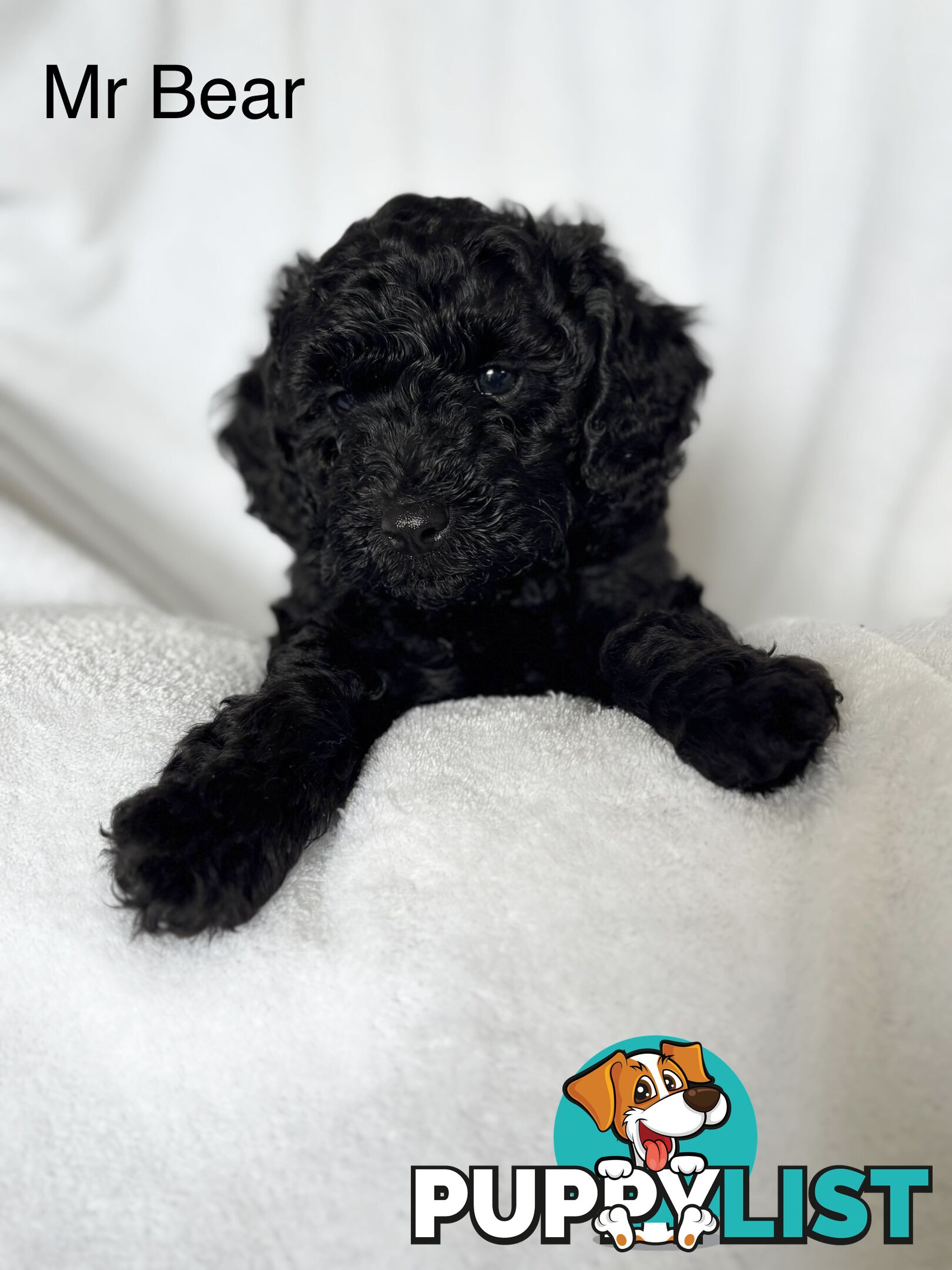 Gorgeous cavoodle puppies