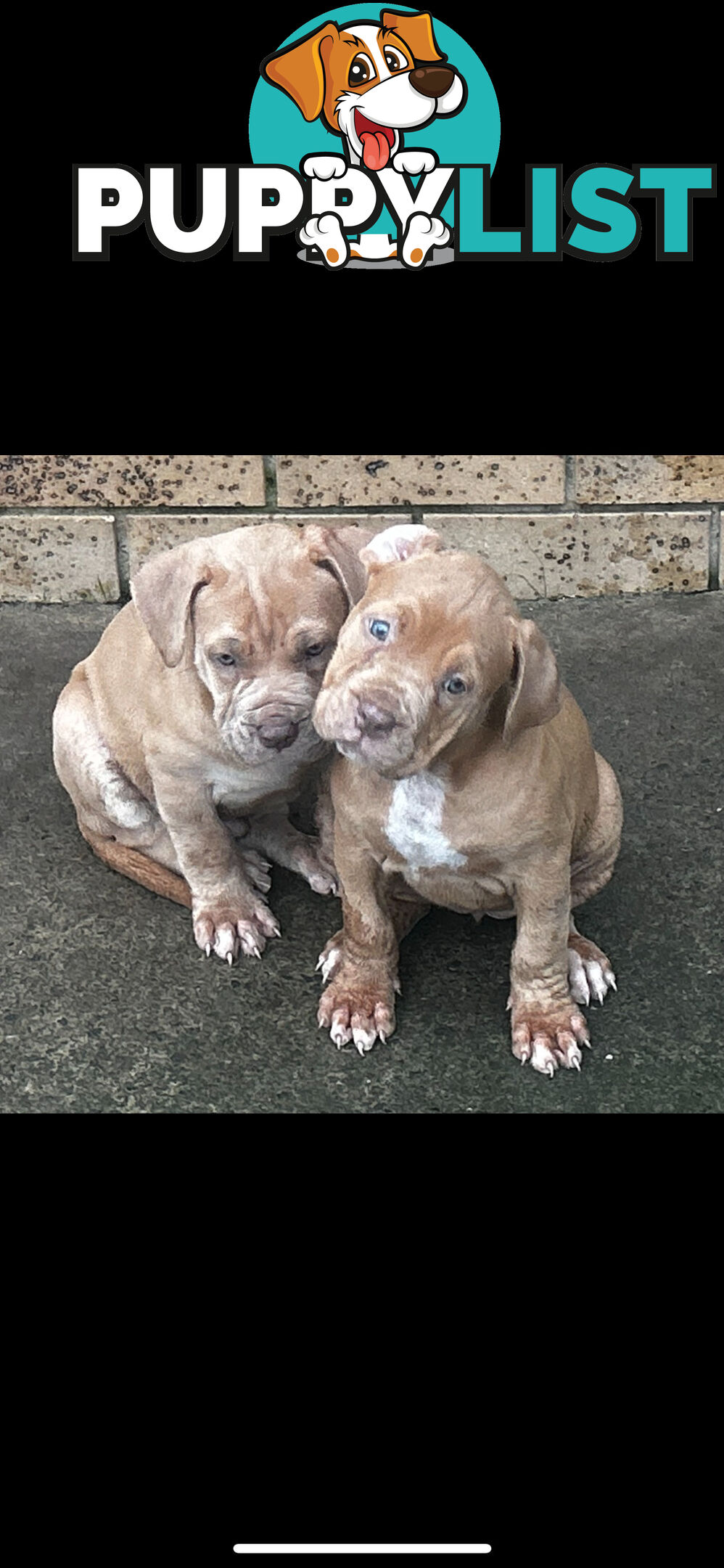 American bully X champion Staffordshire blue both parents are grand champions.