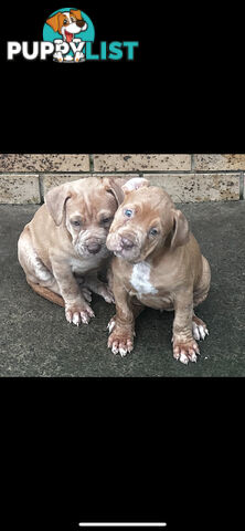 American bully X champion Staffordshire blue both parents are grand champions.