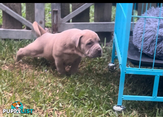 American bully X champion Staffordshire blue both parents are grand champions.