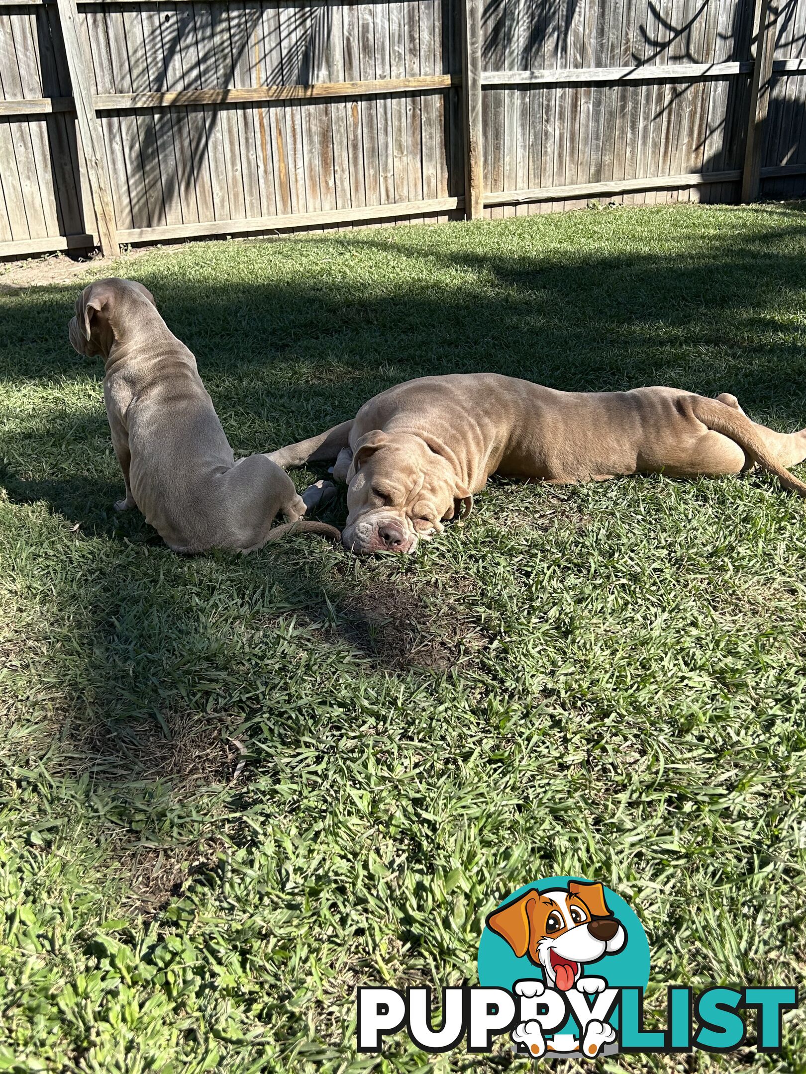 American bully X champion Staffordshire blue both parents are grand champions.