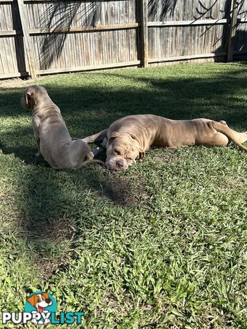 American bully X champion Staffordshire blue both parents are grand champions.