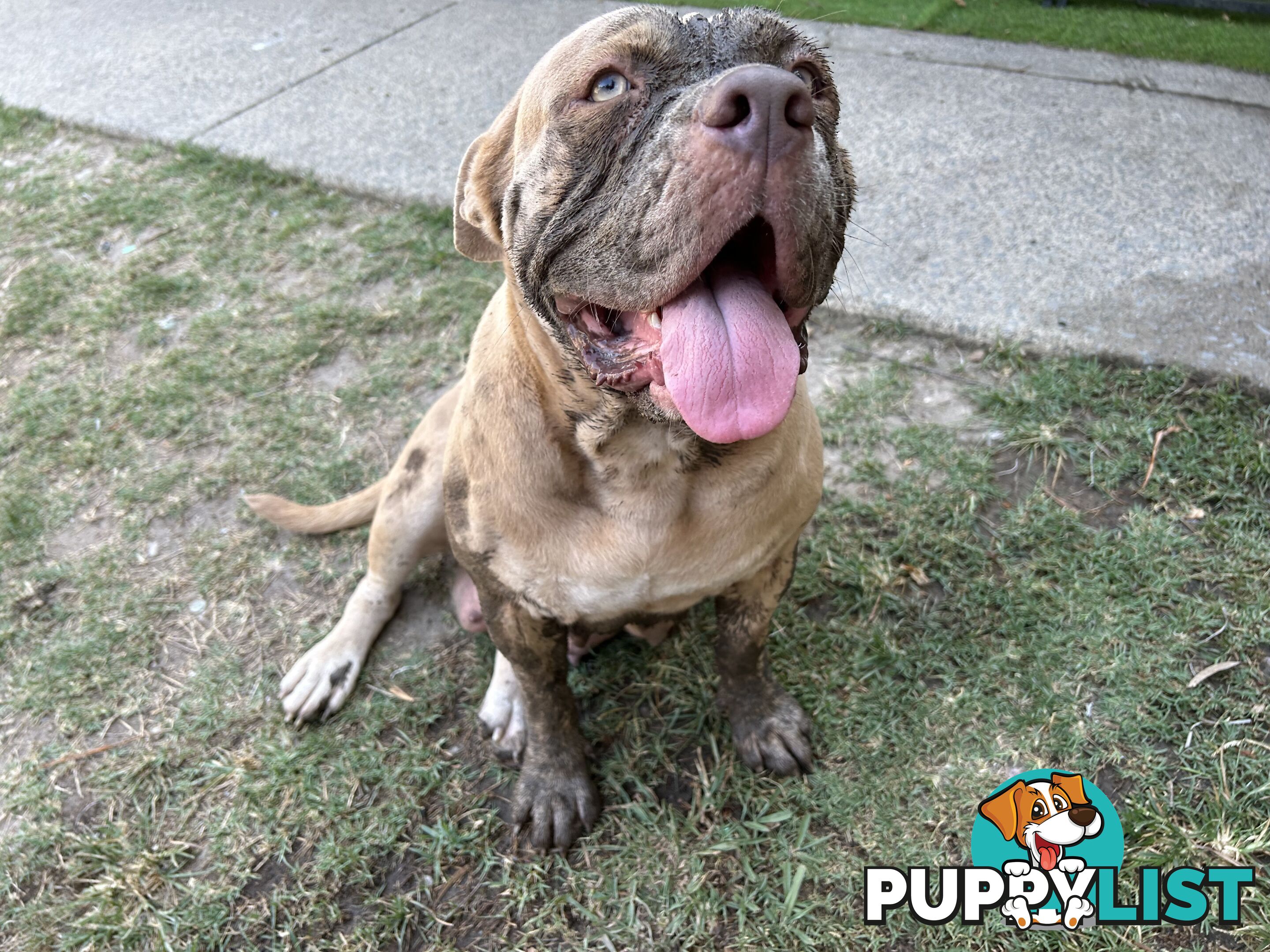 American bully X champion Staffordshire blue both parents are grand champions.