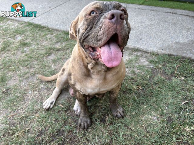 American bully X champion Staffordshire blue both parents are grand champions.