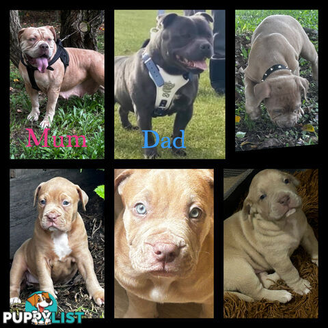 American bully X champion bloodline blue English Staffordshire. both parents are grand champions.