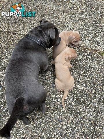 American bully X champion Staffordshire blue both parents are grand champions.