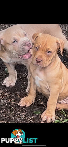 American bully X champion bloodline blue English Staffordshire. both parents are grand champions.