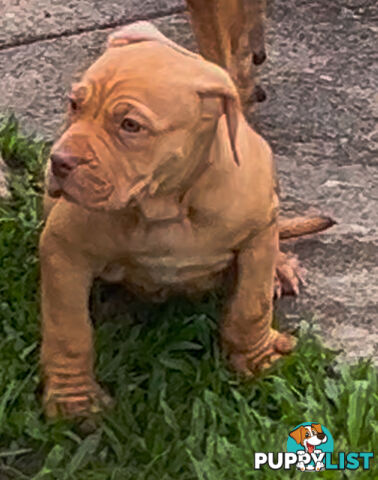 American bully X champion Staffordshire blue both parents are grand champions.