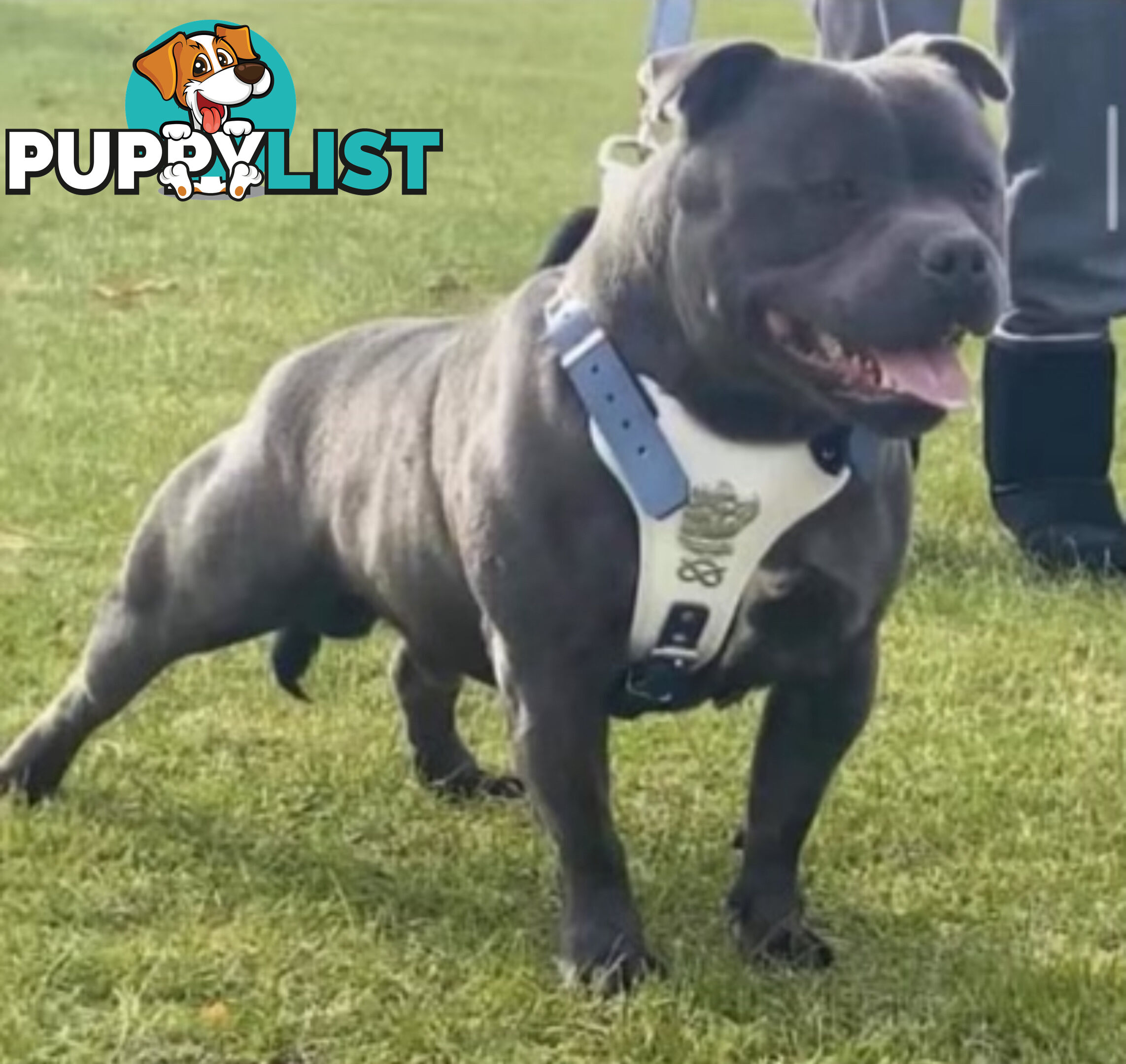 American bully X champion Staffordshire blue both parents are grand champions.