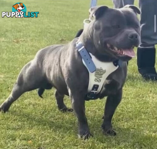 American bully X champion Staffordshire blue both parents are grand champions.