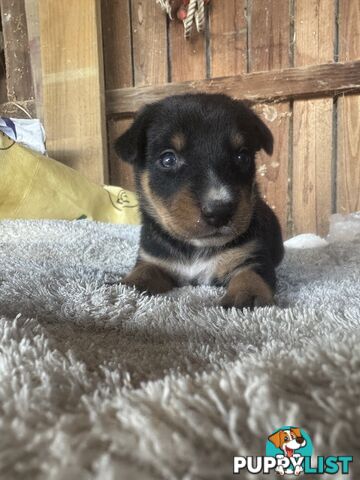 Kelpie Collie Working Bred pups