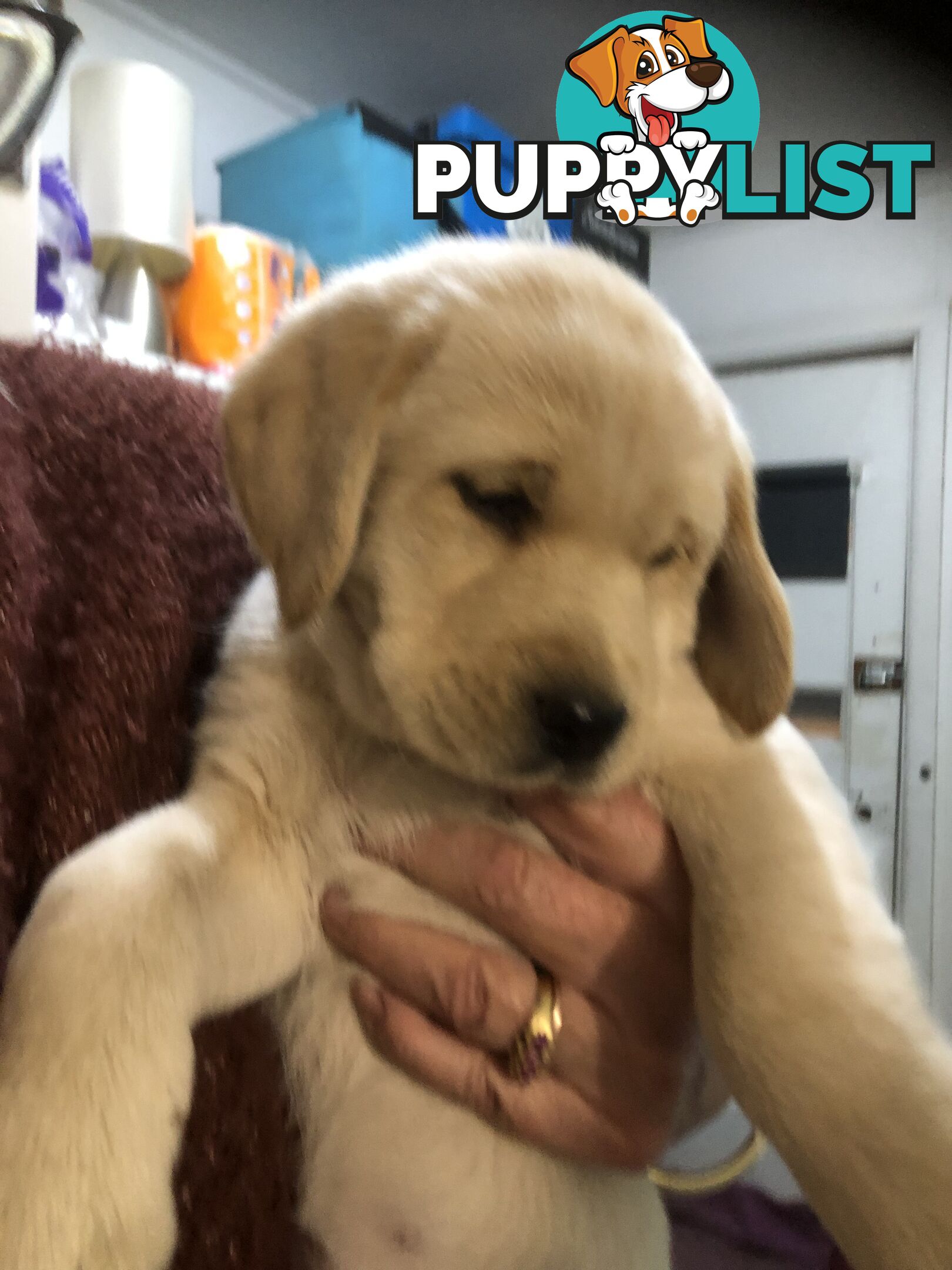 Labrador x Golde Retriever
