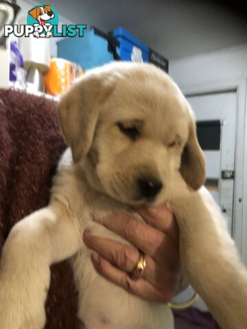 Labrador x Golde Retriever
