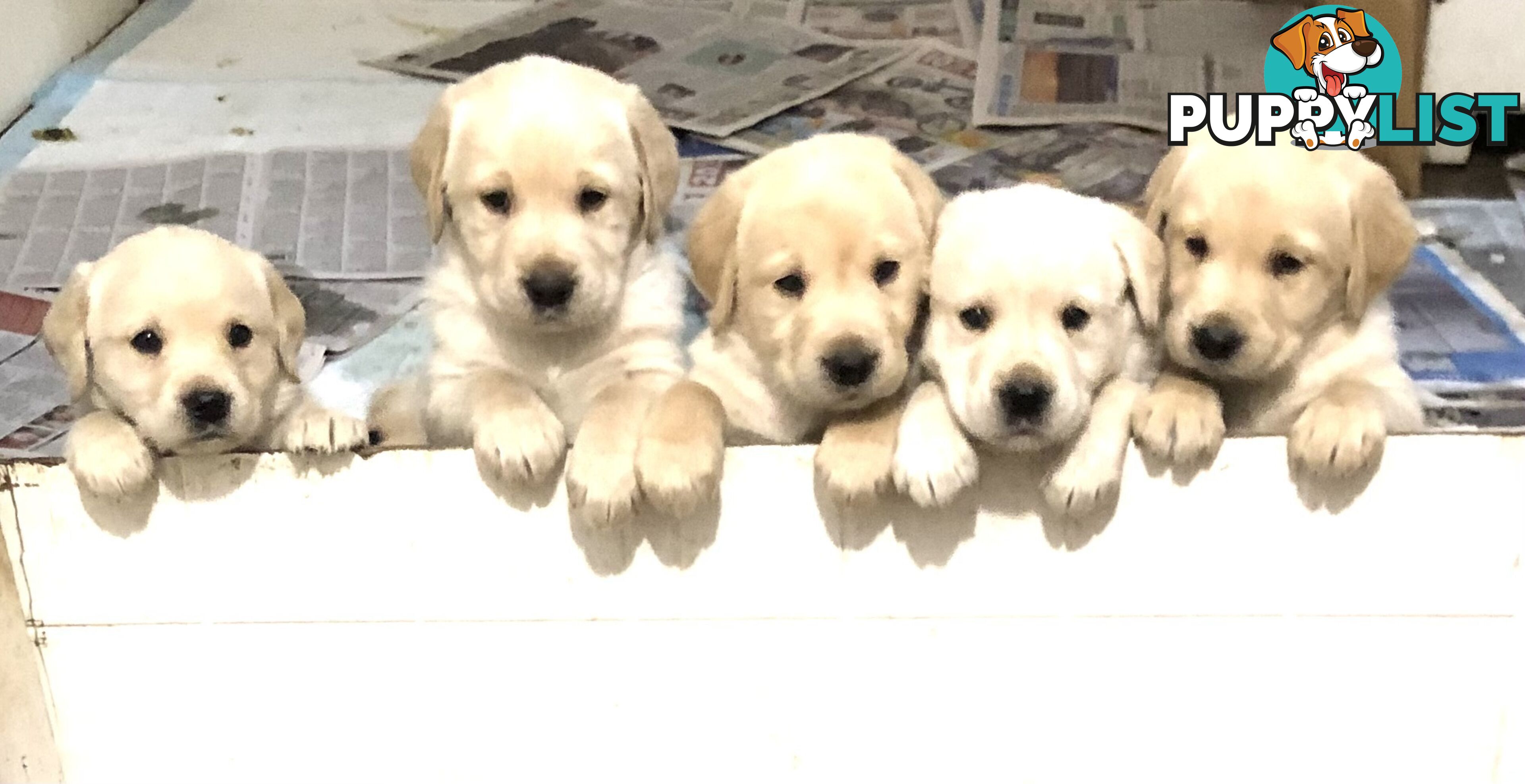 Labrador x Golde Retriever