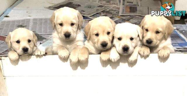 Labrador x Golde Retriever