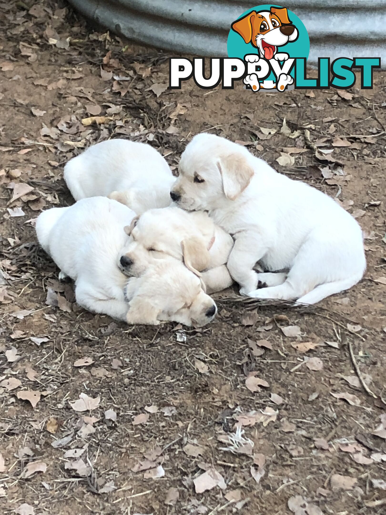Labrador x Golde Retriever