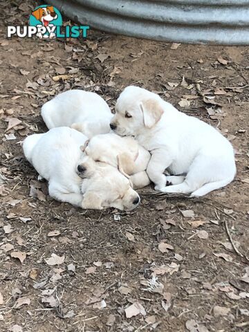 Labrador x Golde Retriever