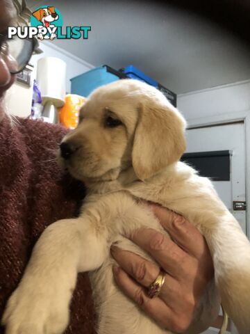 Labrador x Golde Retriever