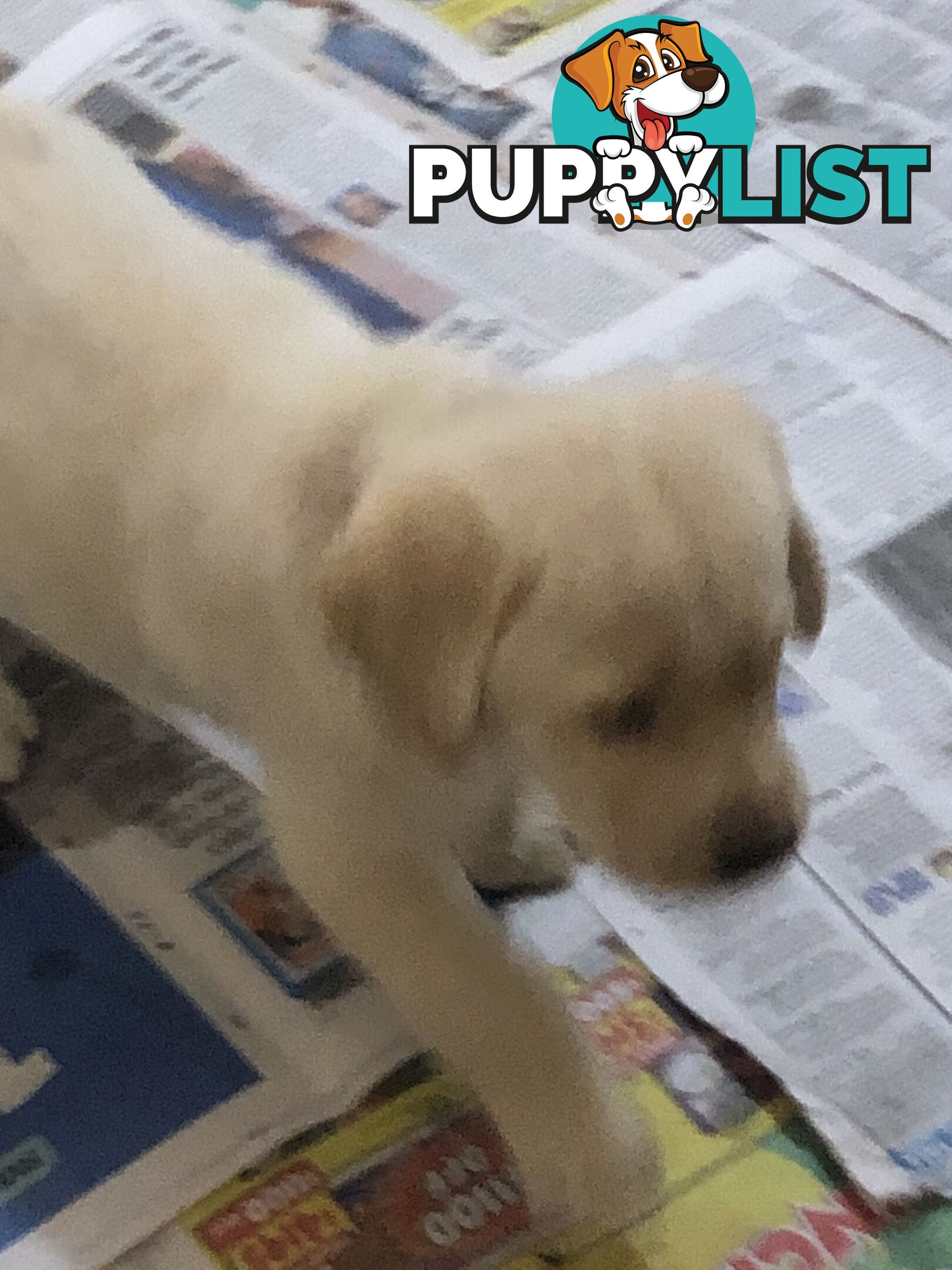 Labrador x Golde Retriever