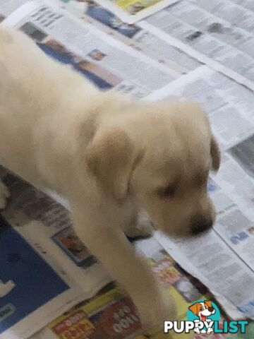 Labrador x Golde Retriever