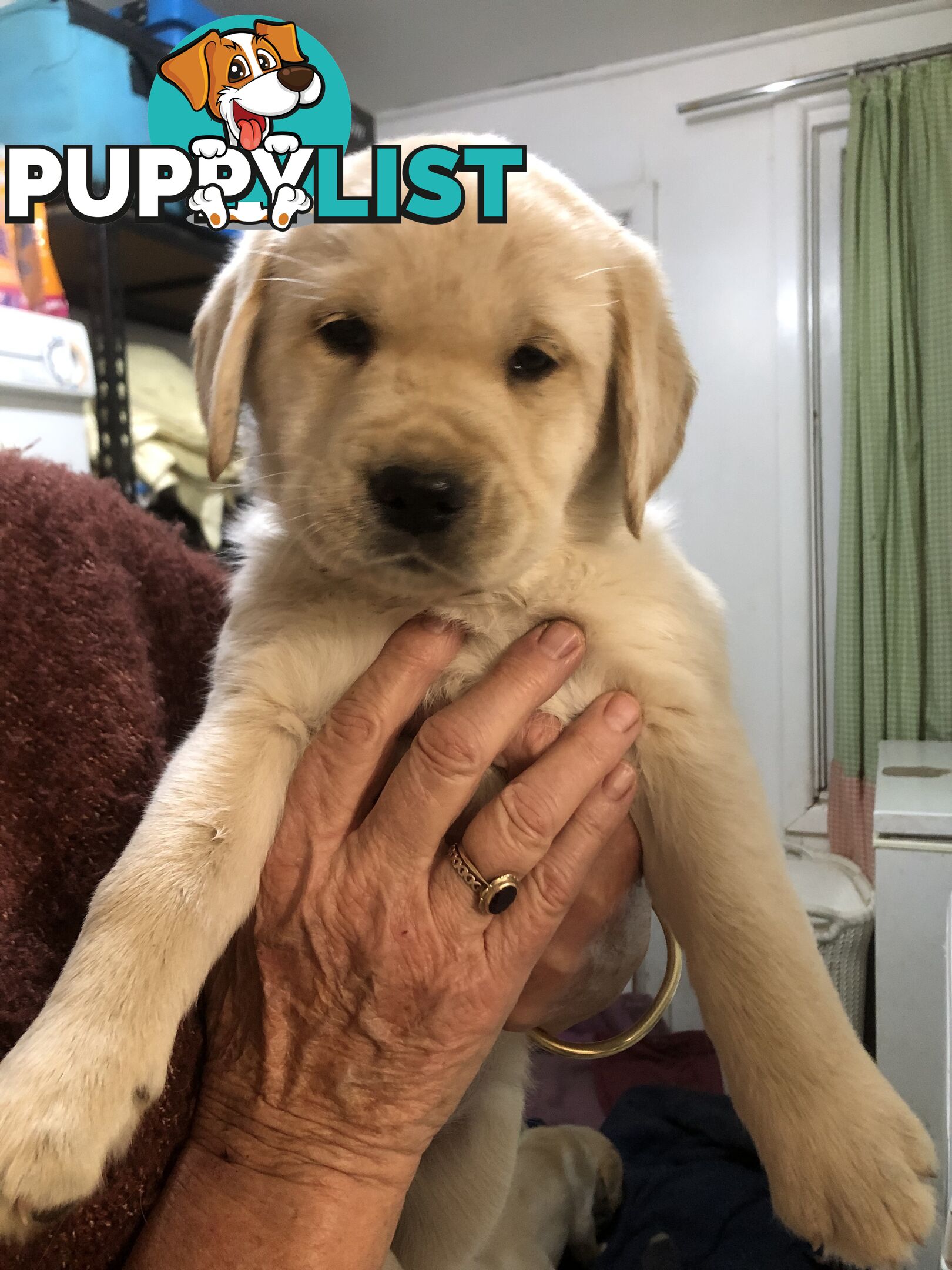 Labrador x Golde Retriever