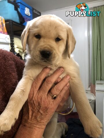 Labrador x Golde Retriever