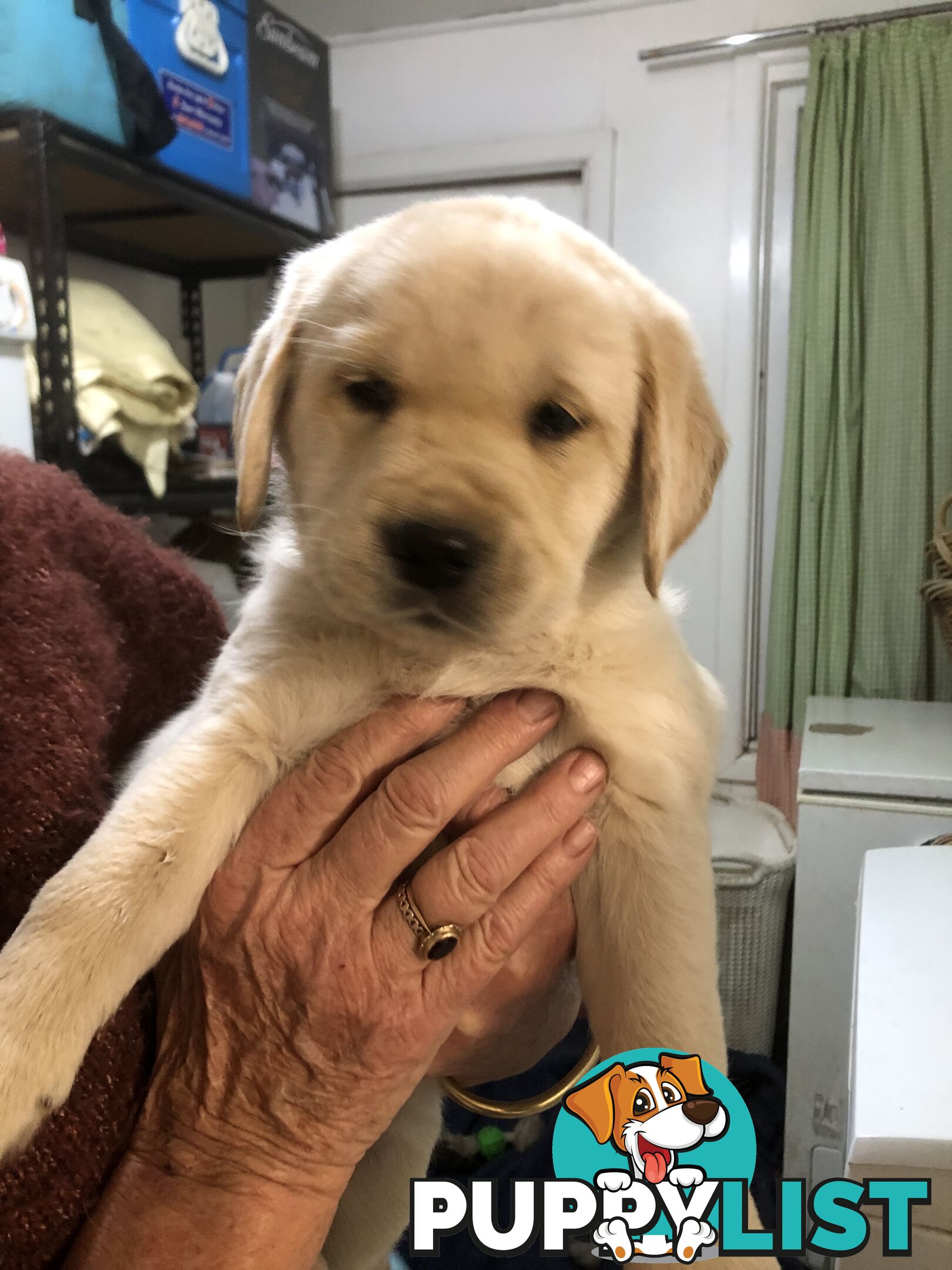 Labrador x Golde Retriever