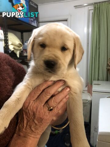 Labrador x Golde Retriever