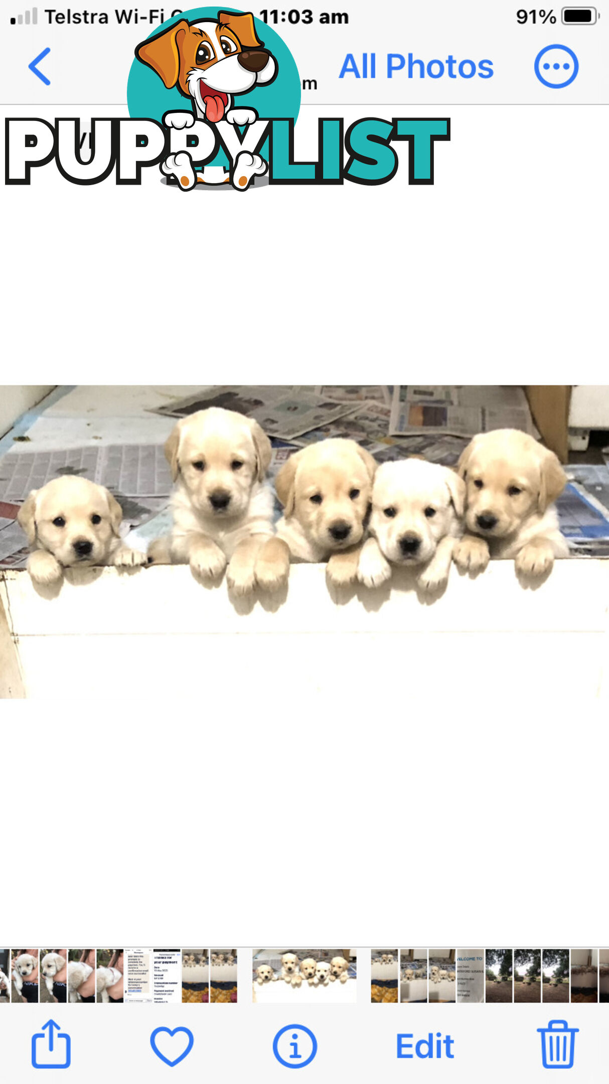 Labrador x Golde Retriever