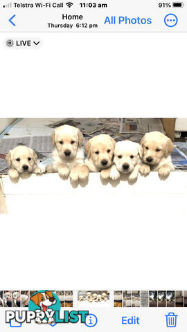 Labrador x Golde Retriever