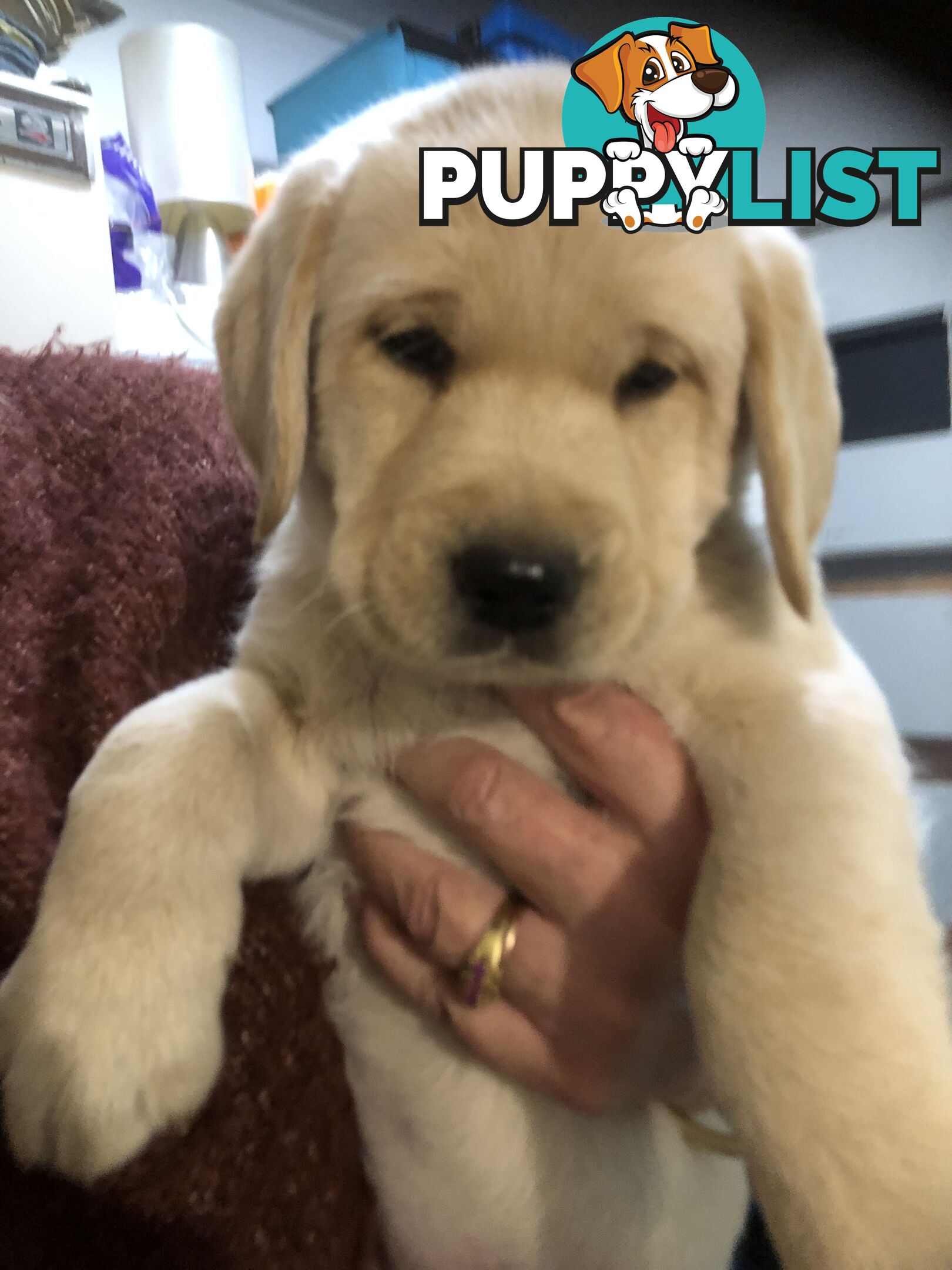 Labrador x Golde Retriever