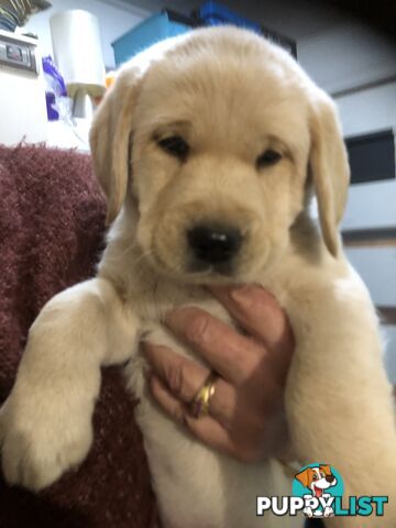 Labrador x Golde Retriever