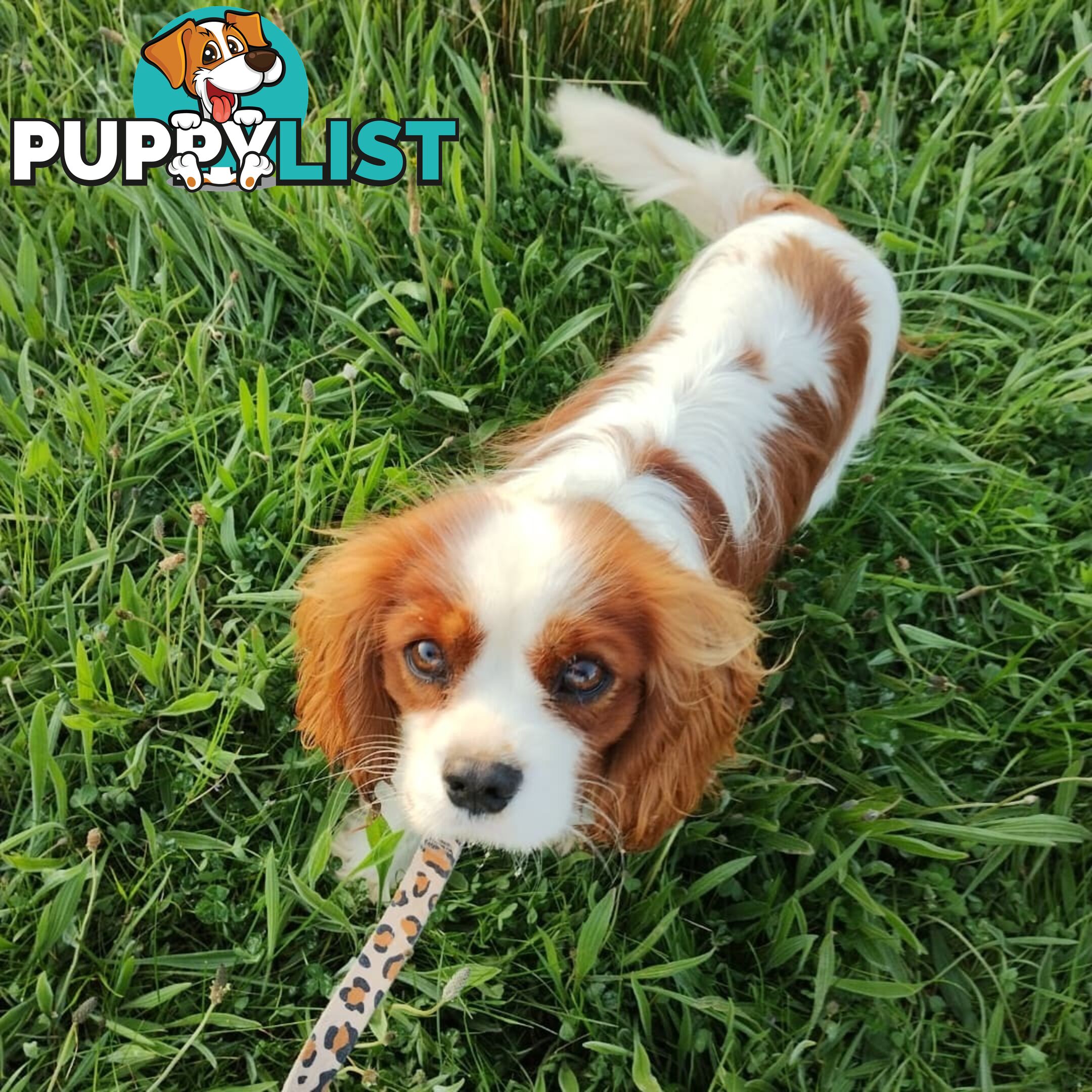 Stunning Cavalier King Charles Spaniel &amp;amp; Poodle STUD SERVICE