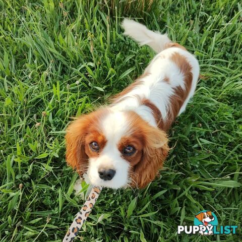 Stunning Cavalier King Charles Spaniel &amp;amp; Poodle STUD SERVICE