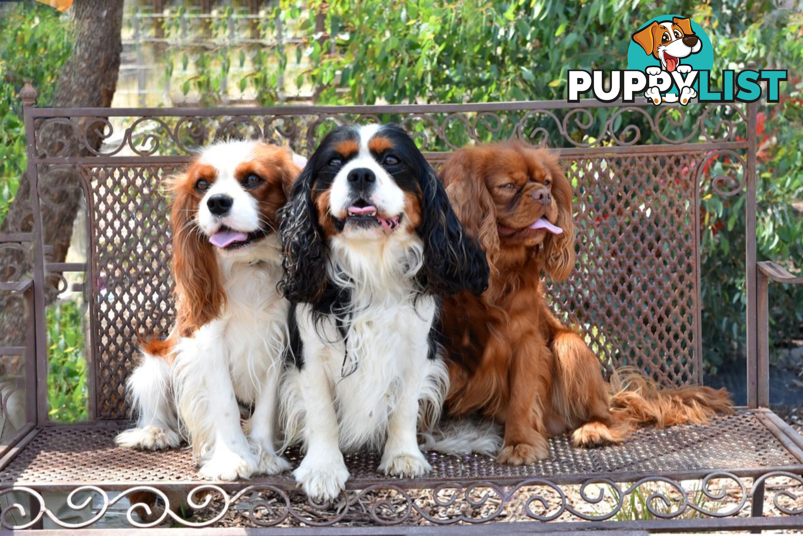 Stunning Cavalier King Charles Spaniel &amp;amp; Poodle STUD SERVICE