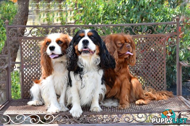 Stunning Cavalier King Charles Spaniel &amp;amp; Poodle STUD SERVICE